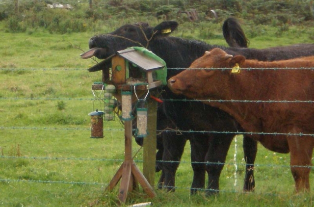 Joint 3rd: 'I need a longer tongue!', Cathy McCurdy